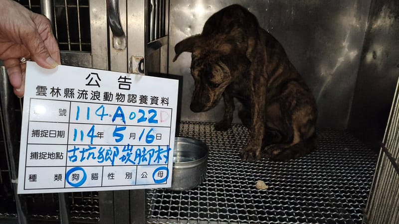 【待認養】混種犬 狗 (女生) - 雲林縣流浪動物收容所