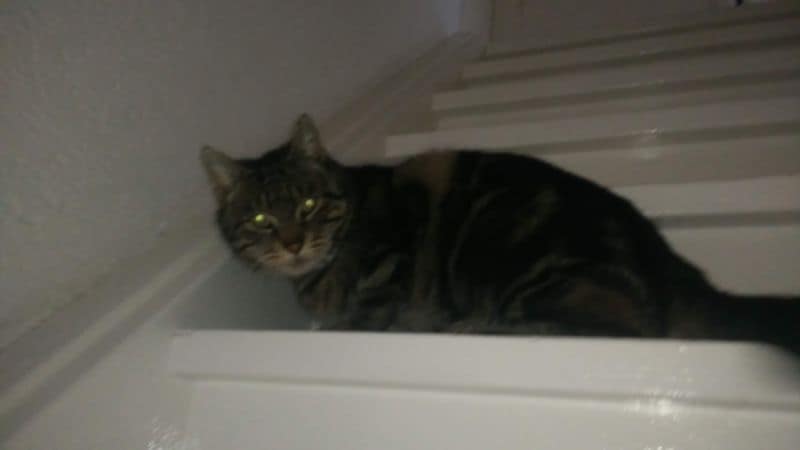 乙珍寵物美容精品百貨