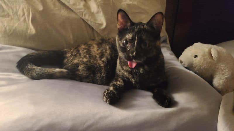 五心興業有限公司