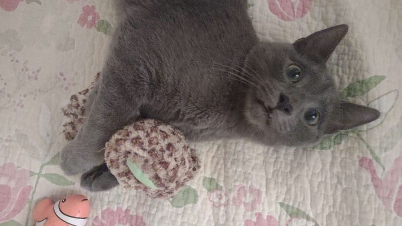 佳士德國際貿易股份有限公司