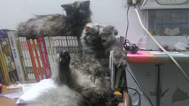 寵曖狗狗生活館