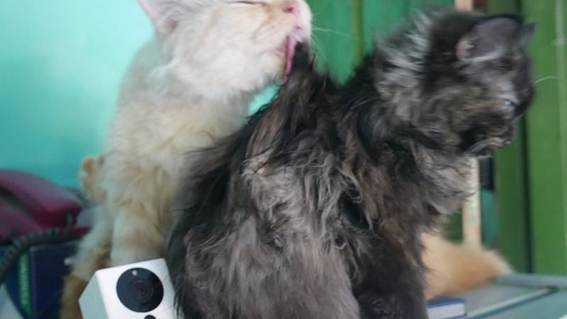 御賞鬥牛犬培育坊