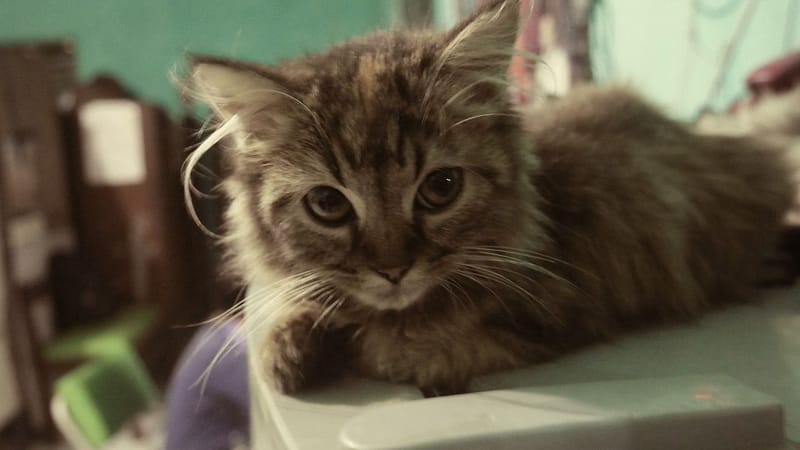 樂夏貓苑寵物坊