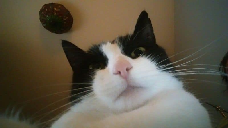 毛孩渡假生活館