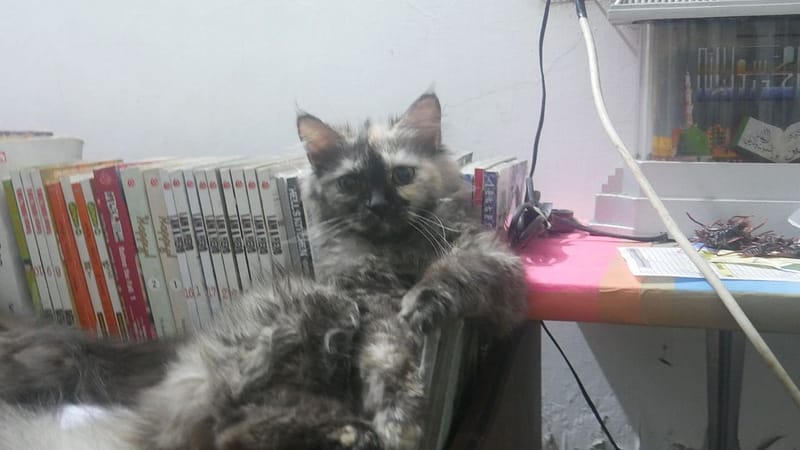 焱世紀寵物百貨商行