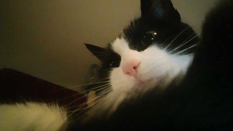 用心寵物美容工作坊