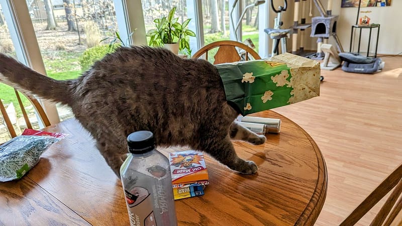 荳逗假期寵物生活館