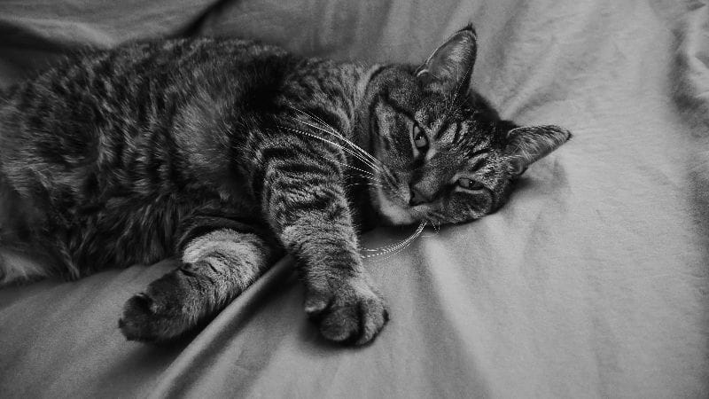 萬達寵物事業股份有限公司台中西屯分公司