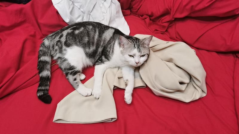 貝克漢寵物生活館