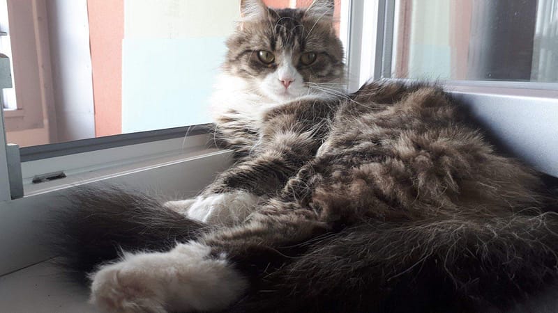 迦恩寵物造型坊