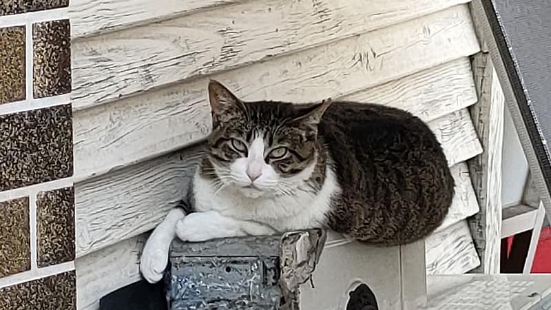 金狗錐狗狗商行