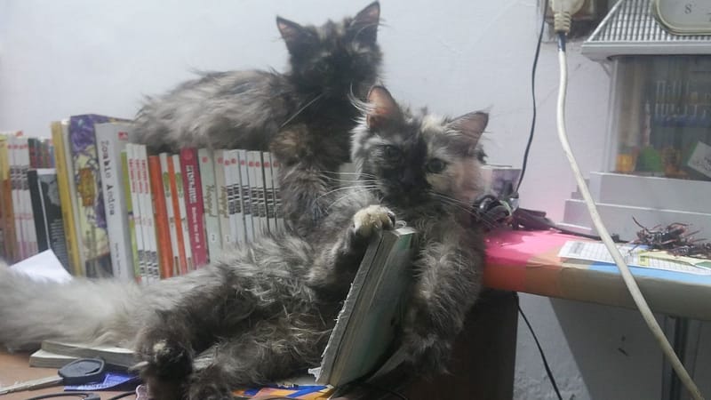 金福寵物美容屋