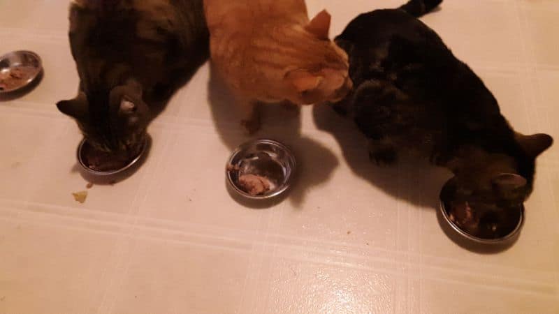 香永寵物美容坊