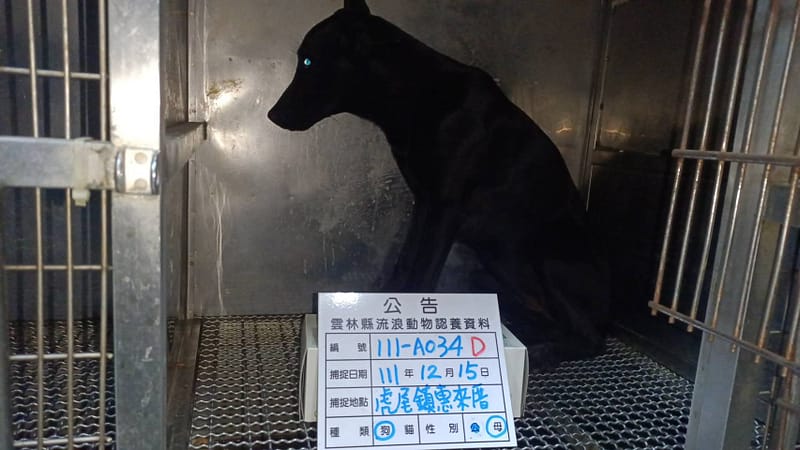 【待認養】混種犬 狗 (女生) - 雲林縣流浪動物收容所
