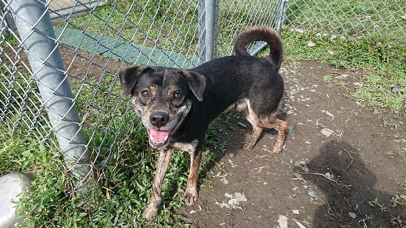 【待認養】混種犬 狗 (男生) - 臺北市動物之家
