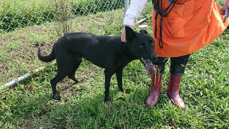 【待認養】混種犬 狗 (男生) - 臺北市動物之家