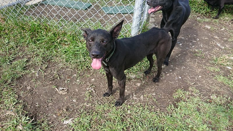 【待認養】混種犬 狗 (男生) - 臺北市動物之家