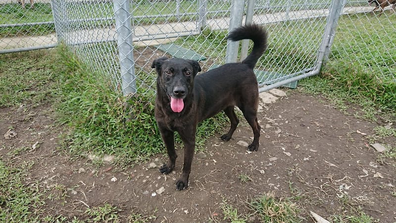 【待認養】混種犬 狗 (女生) - 臺北市動物之家