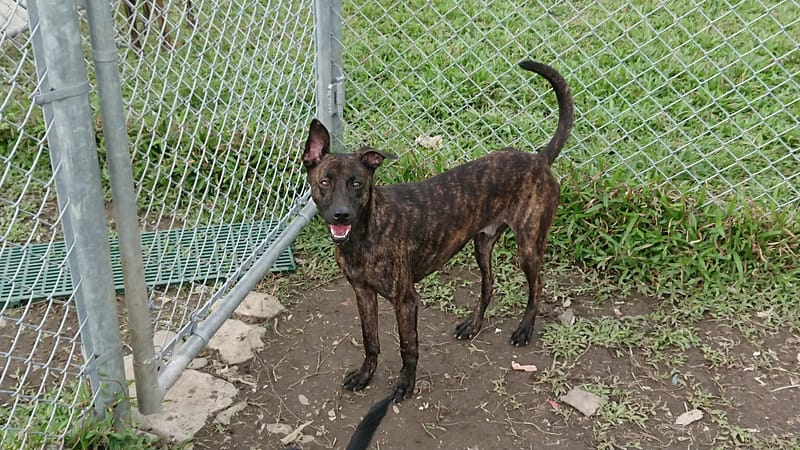 【待認養】混種犬 狗 (男生) - 臺北市動物之家