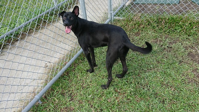 【待認養】混種犬 狗 (男生) - 臺北市動物之家