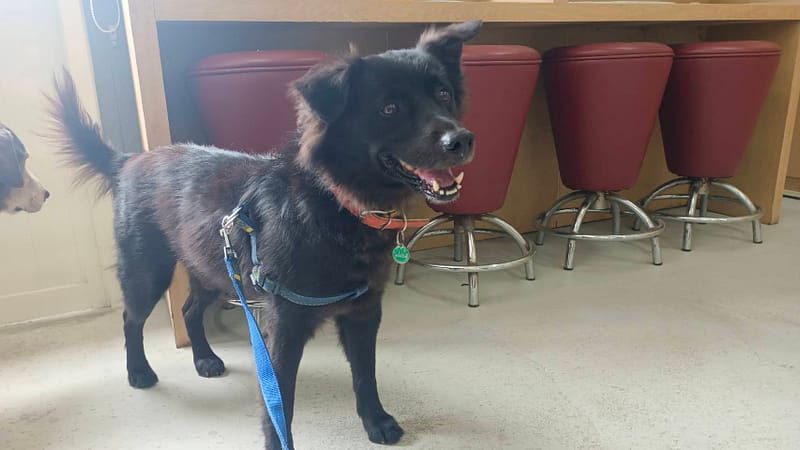 【待認養】混種犬 狗 (男生) - 臺北市動物之家