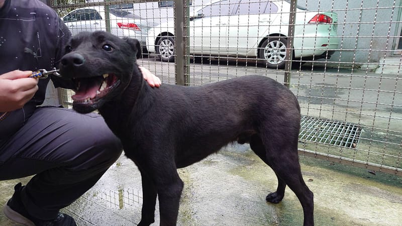 【待認養】混種犬 狗 (男生) - 臺北市動物之家
