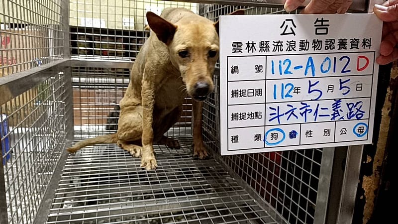 【待認養】混種犬 狗 (女生) - 雲林縣流浪動物收容所