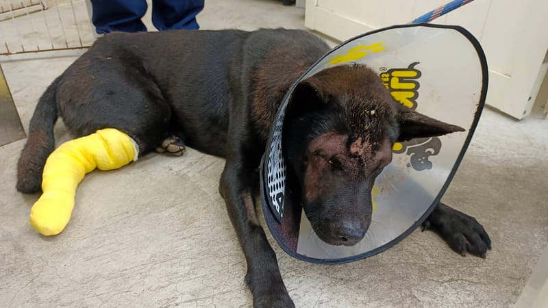 【待認養】混種犬 狗 (男生) - 臺北市動物之家