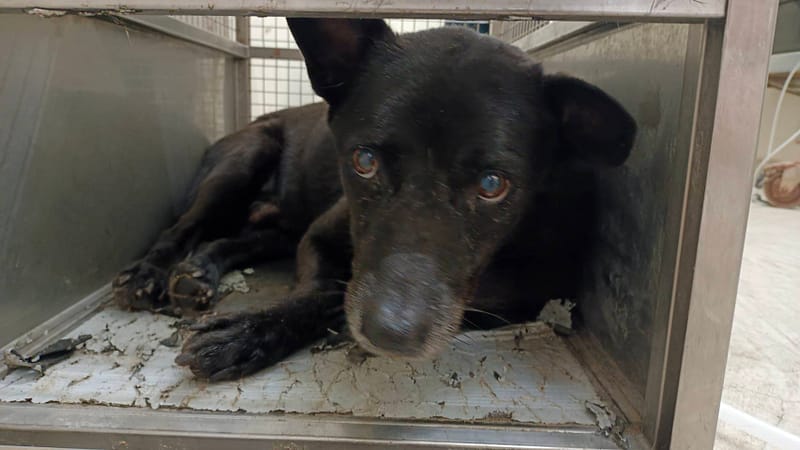 【待認養】混種犬 狗 (男生) - 臺北市動物之家