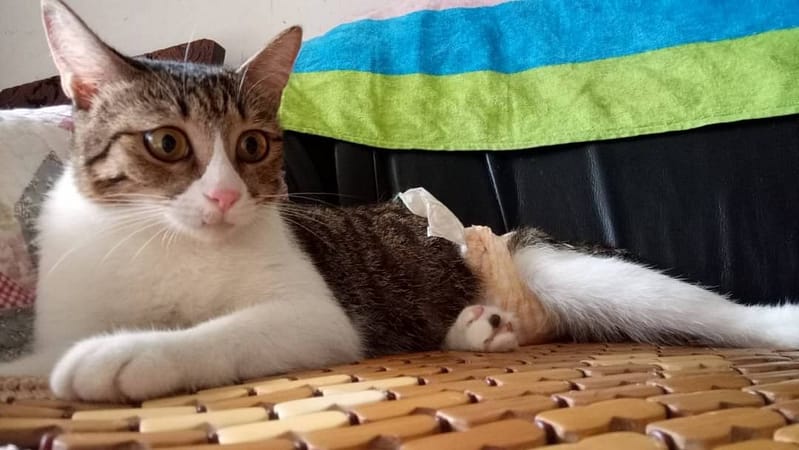 【待認養】混種貓 貓 (女生) - 新北市新店區公立動物之家