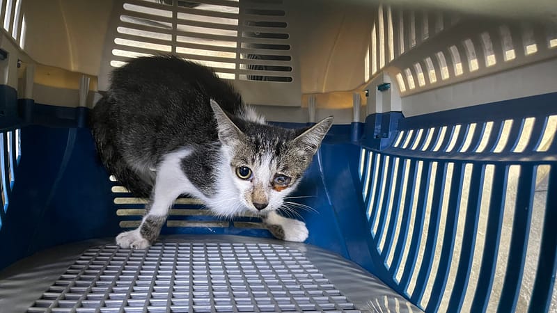 【待認養】混種貓 貓 (女生) - 新北市新店區公立動物之家