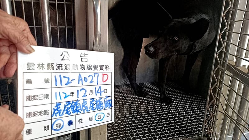 【待認養】混種犬 狗 (男生) - 雲林縣流浪動物收容所