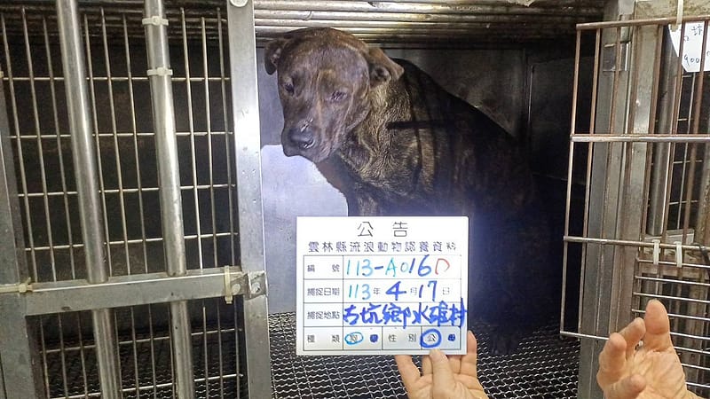 【待認養】混種犬 狗 (男生) - 雲林縣流浪動物收容所