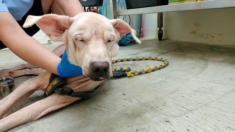 【待認養】混種犬 狗 (男生) - 臺北市動物之家