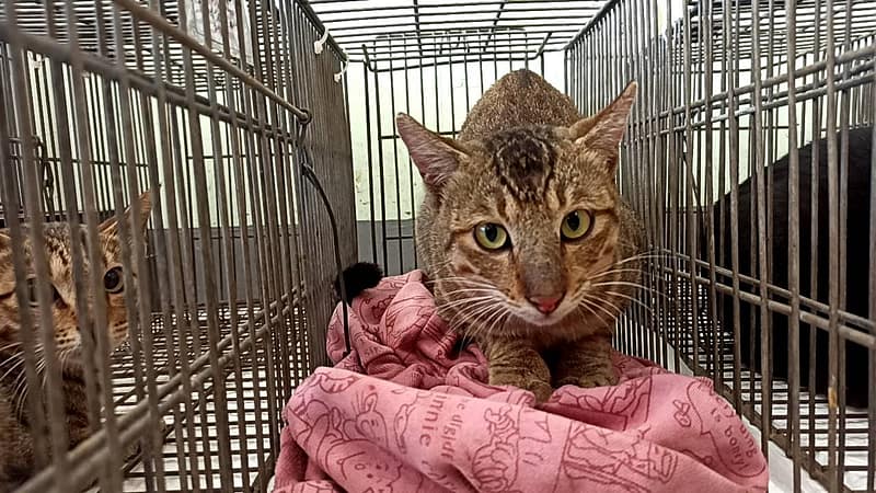 【待認養】混種貓 貓 (男生) - 金門縣動物收容中心