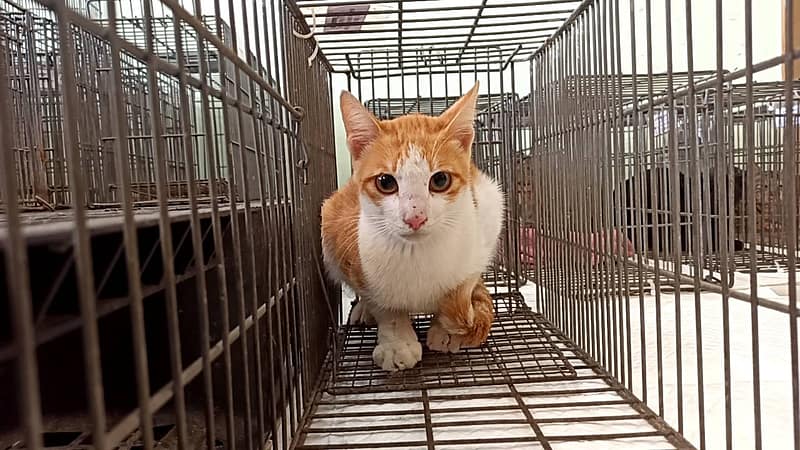 【待認養】混種貓 貓 (男生) - 金門縣動物收容中心