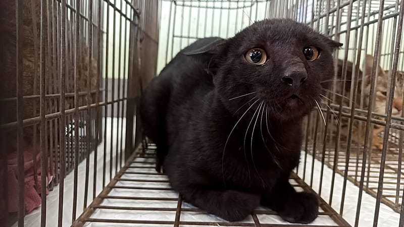 【待認養】混種貓 貓 (男生) - 金門縣動物收容中心