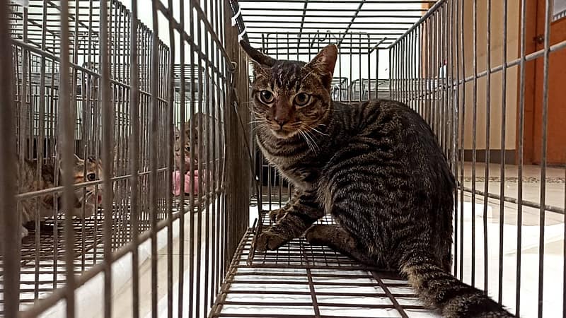 【待認養】混種貓 貓 (男生) - 金門縣動物收容中心