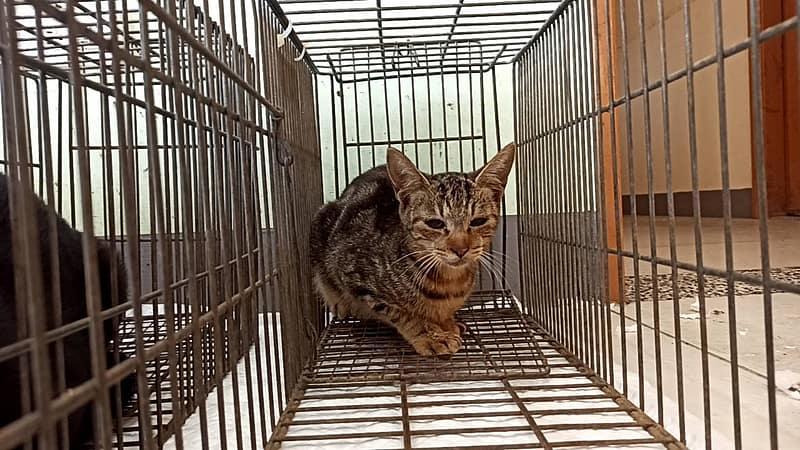 【待認養】混種貓 貓 (女生) - 金門縣動物收容中心