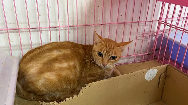 【待認養】混種貓 貓 (女生) - 臺北市動物之家