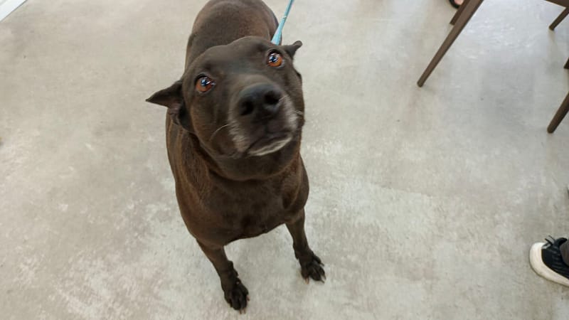 【待認養】台灣犬 狗 (男生) - 臺北市動物之家