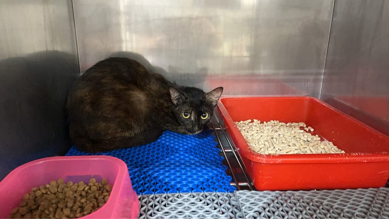 【待認養】混種貓 貓 (女生) - 桃園市動物保護教育園區