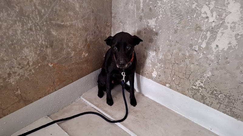 【待認養】混種犬 狗 (男生) - 基隆市寵物銀行