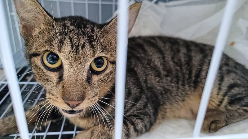 【待認養】混種貓 貓 (男生) - 新北市板橋區公立動物之家