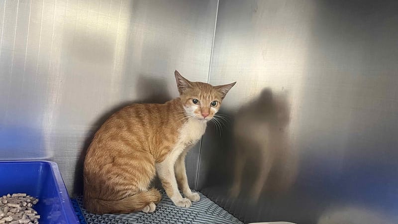 【待認養】混種貓 貓 (女生) - 桃園市動物保護教育園區