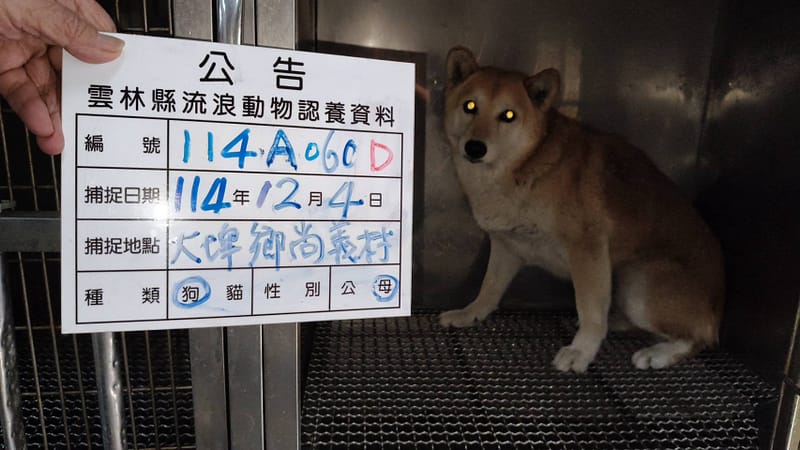 【待認養】柴犬 狗 (女生) - 雲林縣流浪動物收容所