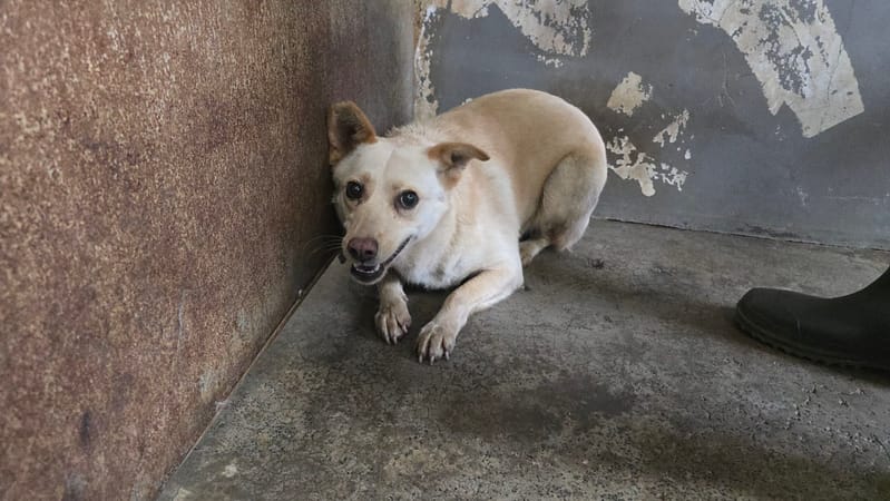 【待認養】混種犬 狗 (女生) - 新竹市動物保護教育園區