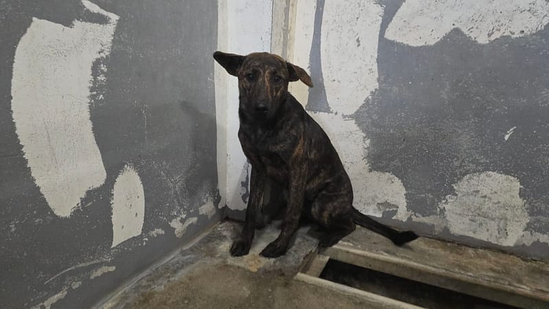 【待認養】混種犬 狗 (女生) - 新竹市動物保護教育園區