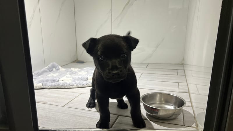 【待認養】混種犬 狗 (男生) - 桃園市動物保護教育園區