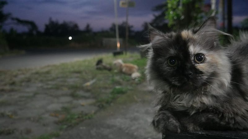 台南西藏獒犬犬舍